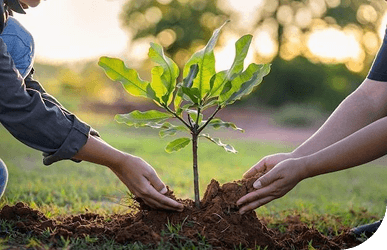 Посадка молодого дерева