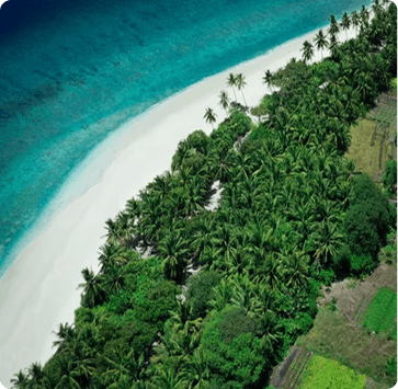 Тропический пляж с пальмами